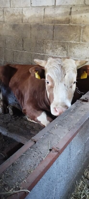 Коровы, быки: Продаю породистого быка на племя. Красный Голштин с Айширом. Не