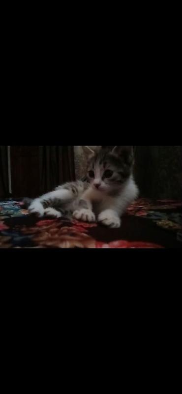 королевский дог цена: 2айлык Уй мышыктары сатылат баасы 600 сом адрес Ош. АК тилек. доставка — 3