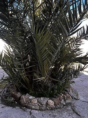 banan agaci: Xurma (xurma xurması) palmı – həyət və bağ sahələri üçün dekorativ iri — 1