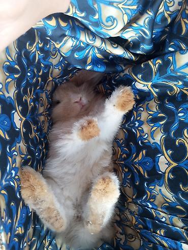 Dovşanlar: Holland Lop qulaqlı dekorativ dovşan balaları - Cins: Lop (sallanan — 7