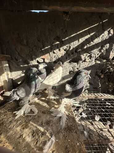 Птицы: Продаю голубей!!!! На фото представлены голуби разных пород. Цены на — 40