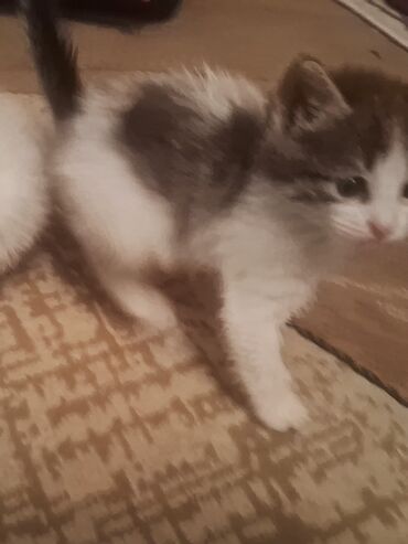 британская кошка цена в баку: Yaxşı əllərə
