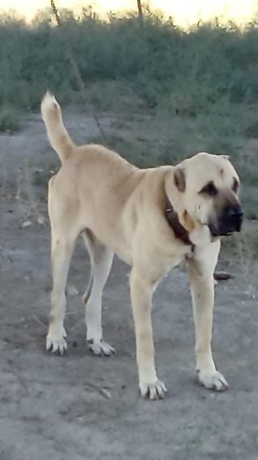 qafqaz coban itləri: Kanqal, 3 il, Erkək, Peyvəndli, Rayonlara çatdırılma — 6