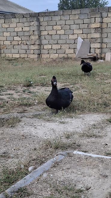 K/t heyvanları və malları: Erkək, | Macar, Damazlıq, Ünvandan götürmə — 3