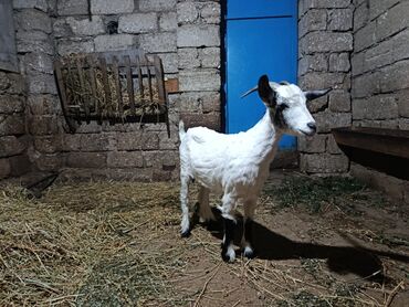 Inəklər, öküzlər: Salam sağlam keçidi 1 cə qarın doğub süt dişləri ağzındadi kokdu