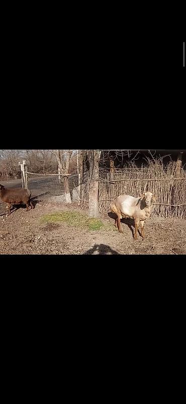 Баран, овца: Продаю | Овца (самка) | Для разведения | Матка — 4