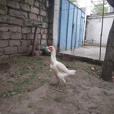 Toyuqlar: Toyuq, Damazlıq — 3