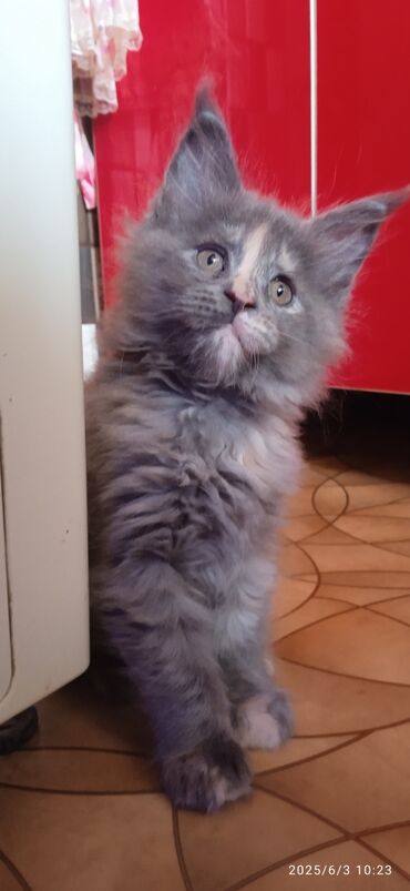 сколько стоит породистая кошка: Скидки летние ❤️❤️❤️Мейн-Куны.🥰 Предлагается на продажу чистокровная