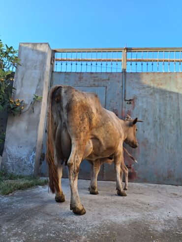 cins ineklerin satisi: Dişi, il: 4, 850 kq, Damazlıq, Südlük