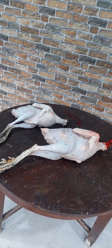 Hinduşka: Dişi, Kanada, Amerika, Ətlik, Ünvandan götürmə, Pulsuz çatdırılma — 14