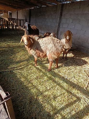 Баран, овца: Продаю | Овца (самка) | Для разведения — 10