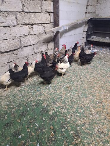 Toyuqlar: Toyuq, Damazlıq — 10