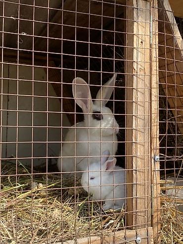 котедж пантера: Продаю | Крольчата | Декоративная | Для разведения — 1