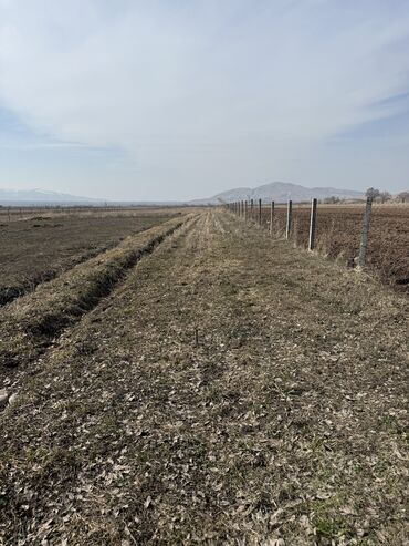 продаю землю село садовое: 119 соток, Для сельского хозяйства, Договор купли-продажи