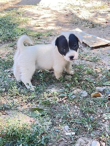 собаки для охоты: Кучукторго уй керек🐶Бишкек новопавловка — 4