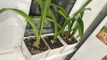 Другие комнатные растения: Комнатные растения, продаю комплектом