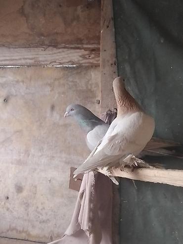 Птицы: Срочносрочно🆘 продается голуби пара 800сомов пажалуйста пишете в — 3