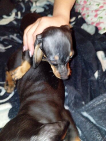 Продажа собак: Такса, 2 месяца, Самка, С прививкой — 10