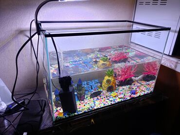 аквариум для рыбы: Продаётся Аквариум со всеми оборудованиями.В хорошем состоянии