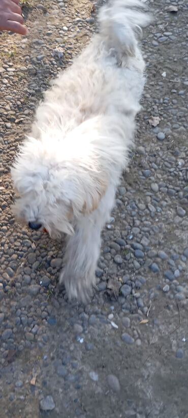 İtlər: Bişon Frize — 7