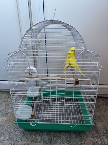 купить клетку для морской свинки: Təzə qəfəd satılır cəmi 1 gün içində quş qalıb qəfəsi iri ölçülü