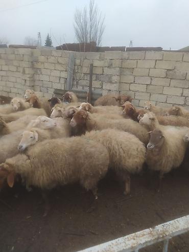 Qoyunlar, qoçlar: Qoyunlar, qoçlar — 3