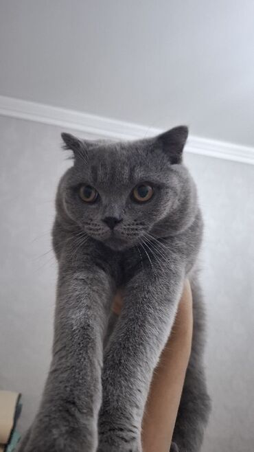 где можно купить кошку: Представляем британскую короткошерстную кошку с плюшевой серой