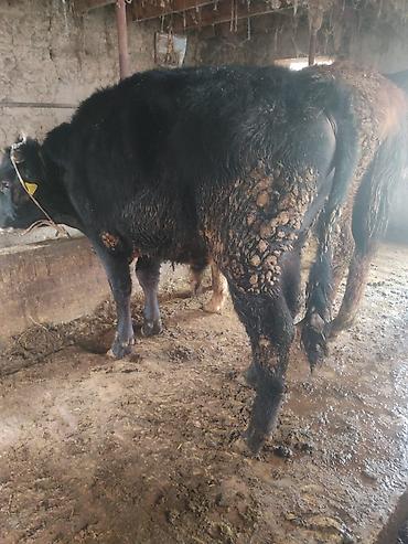 Коровы, быки: Продаю | Бык (самец) | На откорм | Привязанные — 1