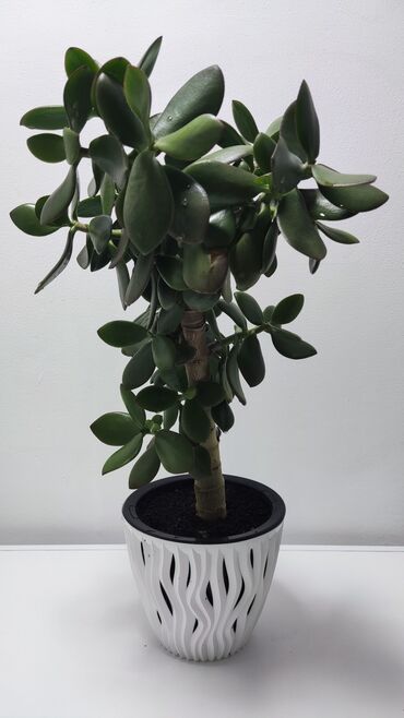 Драцены и Сансевиерии: Домашние и комнатные цветы в горшках. Герань, Алоэ, долларовое дерево — 11