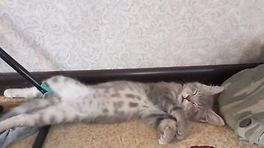 кошки серые: Дам хороший руки кота🐈‍⬛ — 3