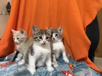 возьму кошку в добрые руки: Кошка даром: Беспородная, 2 месяца, Девочка, Приучена к лотку