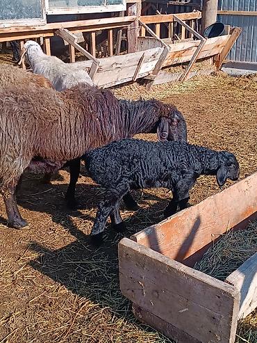 Баран, овца: Продаю | Ягненок | На забой | Племенные — 17