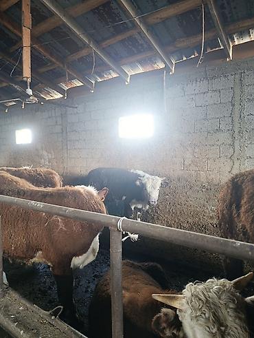 Коровы, быки: Продаю | Бык (самец) | Герефорд | На откорм | Племенные — 9