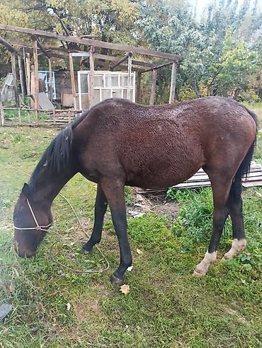 Лошади, кони: Продаю | Кобыла (самка) | Полукровка, Английская | Для разведения, Конный спорт — 7