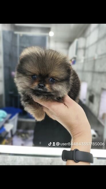 померанский шпиц стоимость: Шпиц, 3 месяца, Самка, С родословной