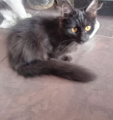 отдам даром вислоухого котенка: 2 айлык, Ургаачы, Лотокко барууга үйрөтүлгөн