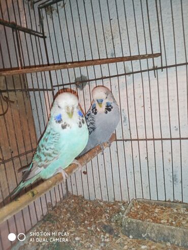 Digər quşlar: Çex cütler satılır papuqaylar təmiz qan vıstıvıcnıy vıstıvka sərgi — 25