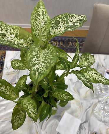 Другие растения: Dieffenbachia (ağ xallı tropik otaq bitkisi) - Növ: Dieffenbachia — 1