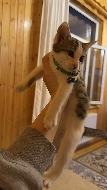 böyüməyən pişik: Mehriban əllərə verilir! 🐾 3 aylıq mehriban və şirin bir pişik — 1