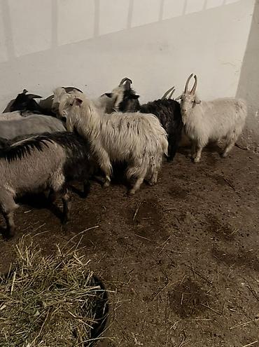Козы, козлы: Продаю | Коза (самка) | Для разведения | Племенные — 5
