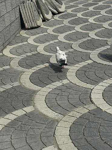 quşlar göyərçin: Damğalı göyərçinlər – dekorativ və uçuş üçün - Rənglər: ağ, qara-ağ — 1