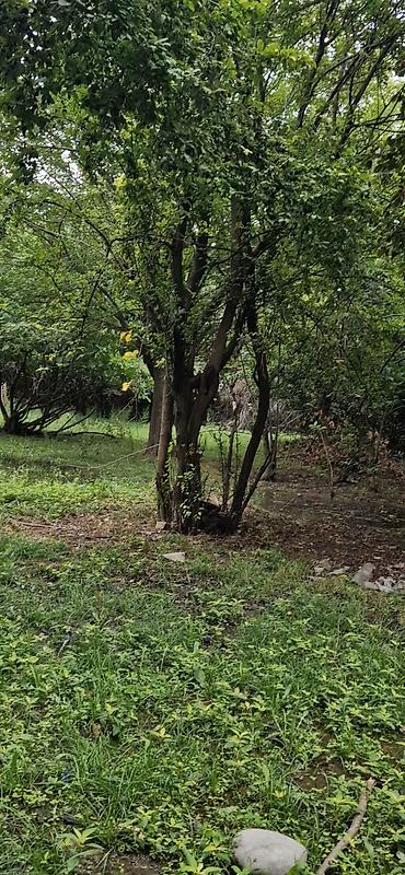 Torpaq sahələrinin satışı: 85 sot, Kənd təsərrüfatı, Mülkiyyətçi, Kupça (Çıxarış) — 11