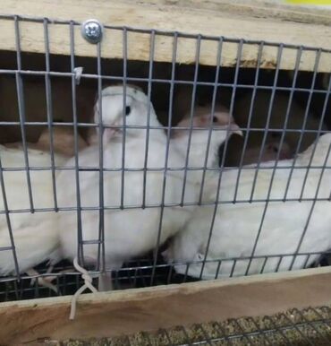 Bildirçin: Satışda Ətlik damazlıq 180 . 200 qram və bala Texas sortu — 1