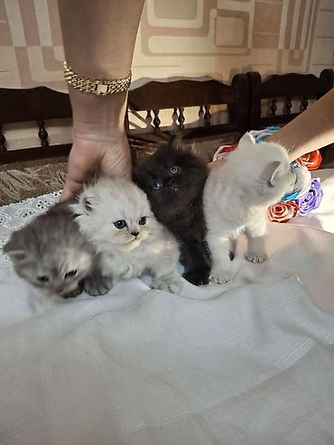 Pişiklər: Fars, Dişi, Ünvandan götürmə — 14