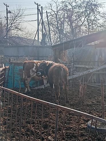 Коровы, быки: Продаю | Бык (самец) | На откорм | Привязанные — 10