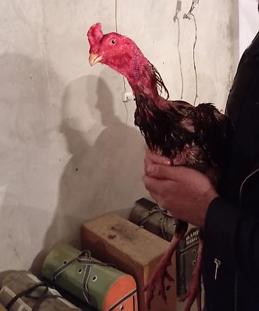 heyrati gence: Xoruz, Heyratı, il: 1, Ödənişli çatdırılma — 9
