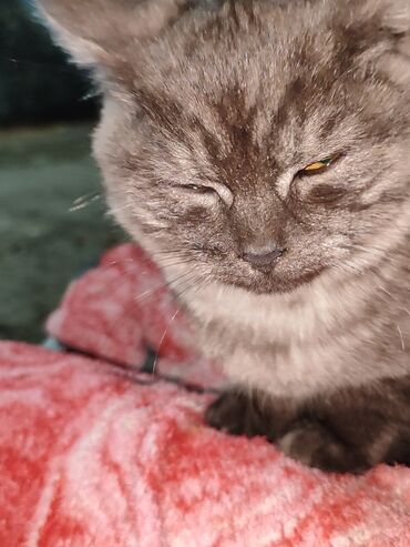 котята в добрые руки бишкек: Котята домашние, короткошёрстные. обо мужского пола обо братья и их