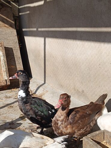 Ördəklər: 2 eded 6 ayliq yaxshi beslenmish ruan ordek(erkek dishi)cutu 125azn 5 -da lalafo.az — 11 Ördəklər: 2 eded 6 ayliq yaxshi beslenmish ruan ordek(erkek dishi)cutu 125azn 5 — 11