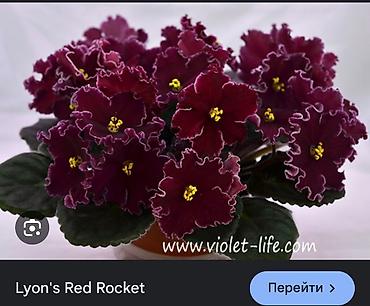 Фиалки и глоксинии: Сортовые фиалки, детки — 3