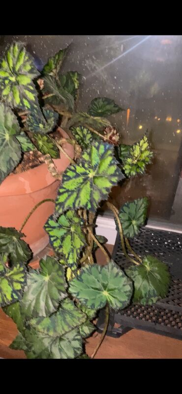 Otaq bitkiləri: Beqonya yarpaqlari koklu biri 1 azn. Minimum 5 ede satilir. Catdirilma — 14